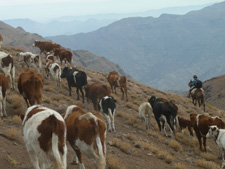 Argentina-Salta-Inca Trails Cattle Drive